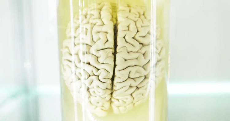 Учёным удалось поддерживать жизнь мозга вне тела на протяжении 5 часов