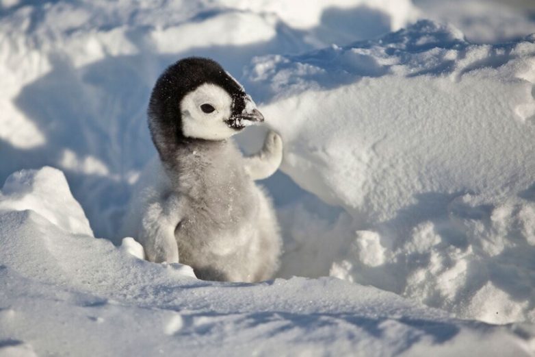 Пингвиний киднеппинг