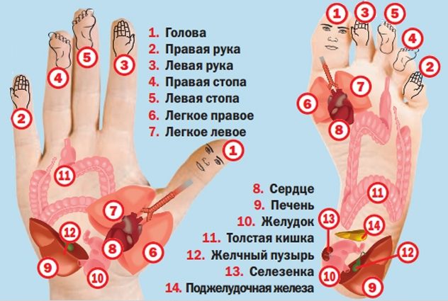 Су-джок терапия: профилактика с помощью массажа кисти и стопы