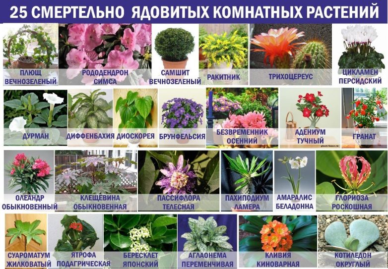 25 смертельно опасных комнатных растений