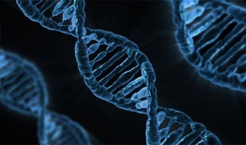 25 интересных фактов про ДНК