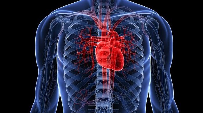 18 интересных фактов о сердце человека