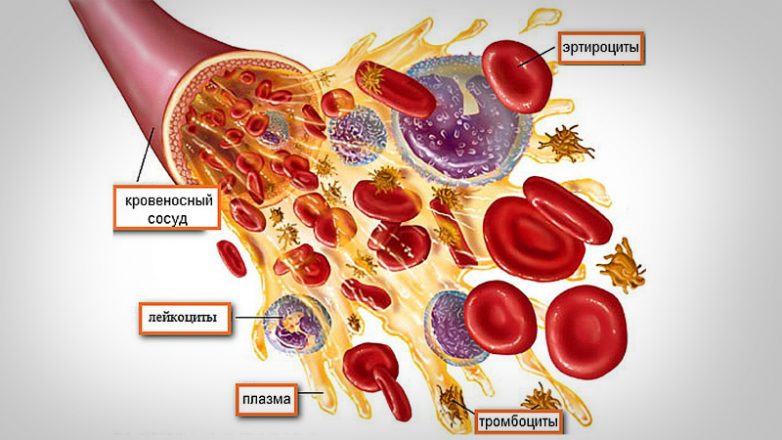 9 показателей крови, которые расскажут всё о здоровье!