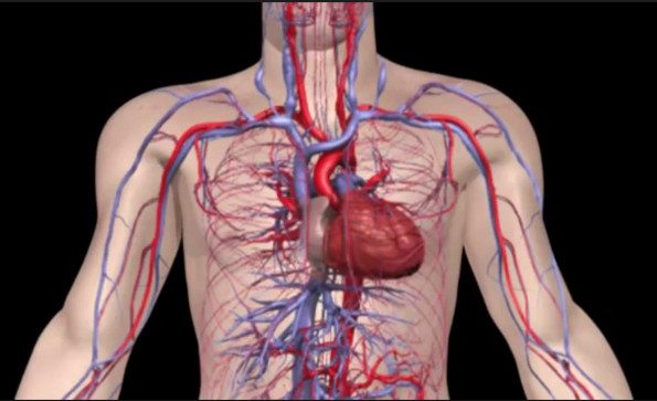 10 интересных фактов о кровеносной системе