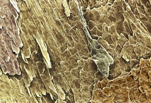 Человеческий организм под микроскопом