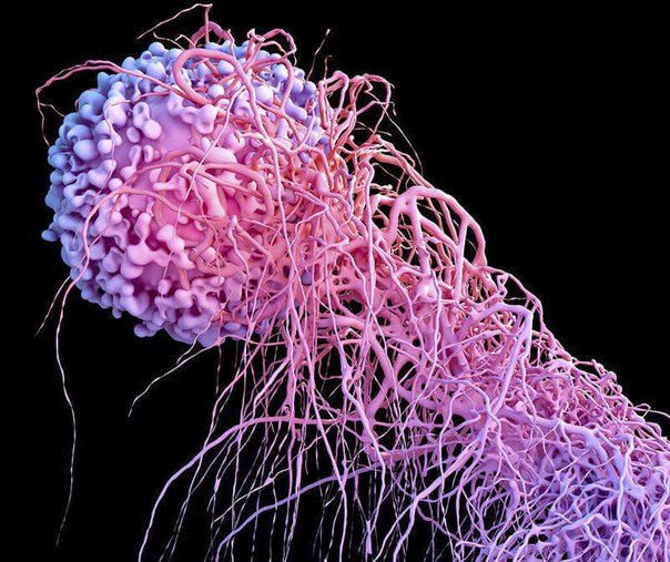 12 распространённых мифов официальной онкологии