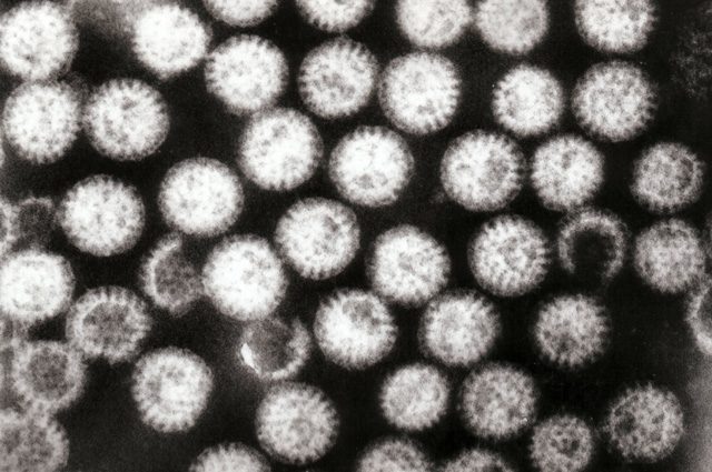 Что такое ротавирус и какие заболевания он вызывает