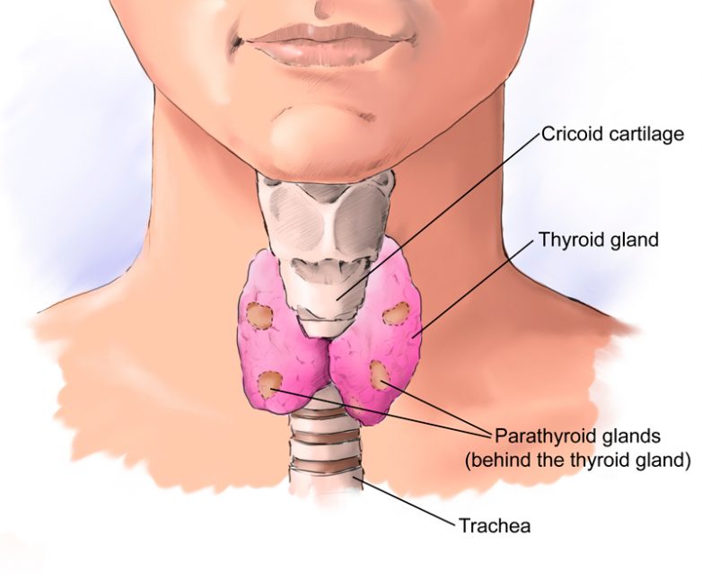 Как проверить работу щитовидной железы