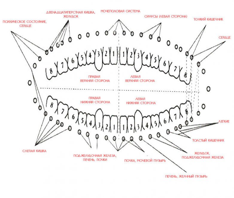 Какая связь между зубами и внутренними органами