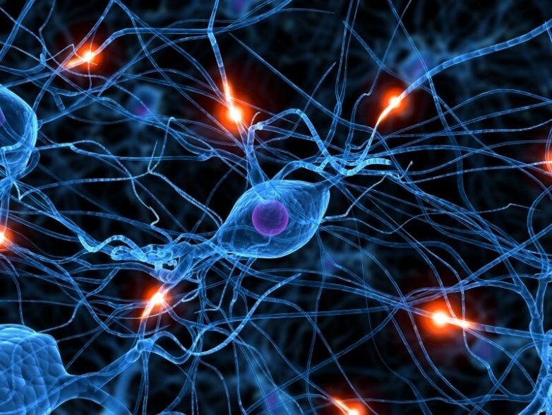 Мифы о нервной системе