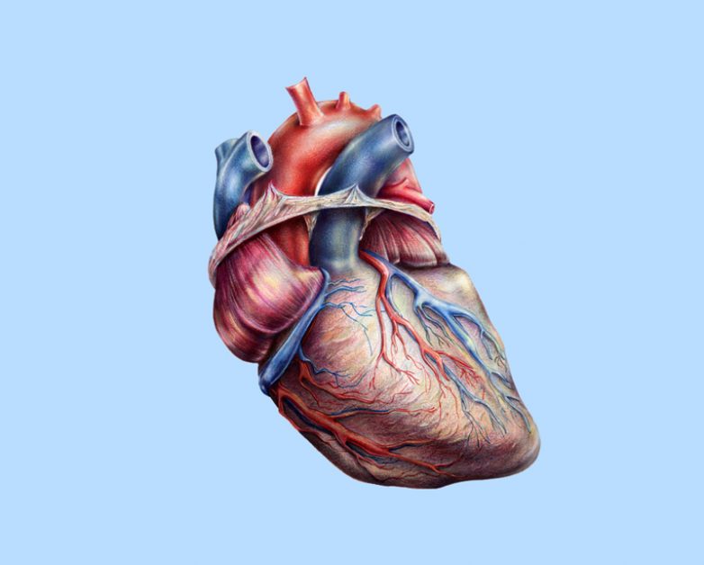 Тест на здоровье вашего сердца