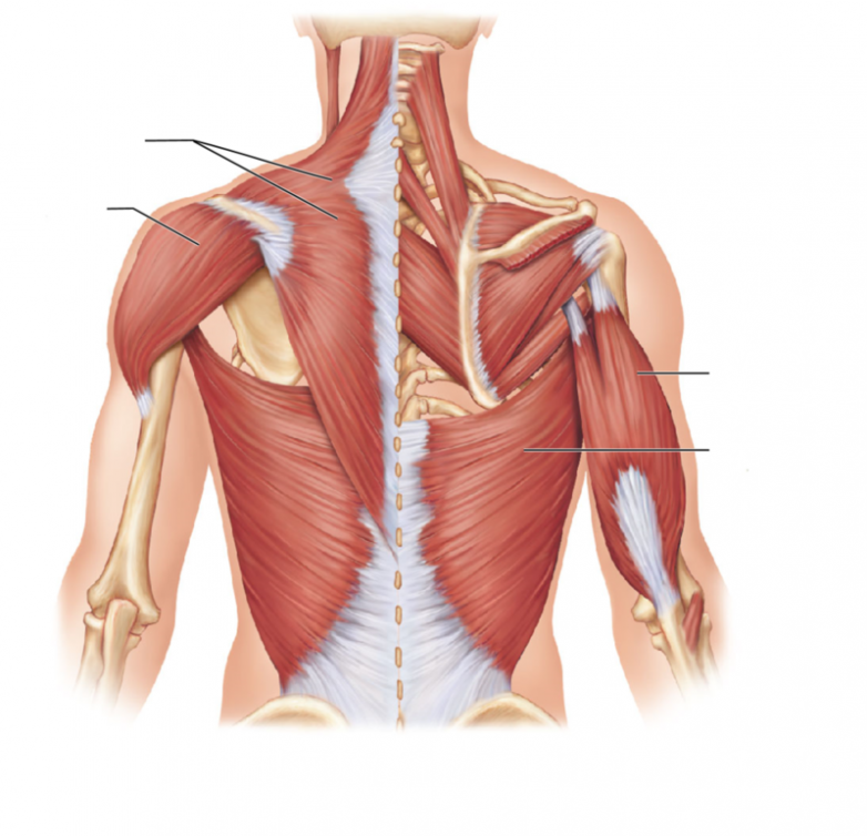 Боль в спине может означать радикулит или воспаление почек
