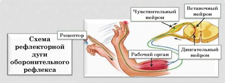 Боль в мышцах может указать на проблемы с органами