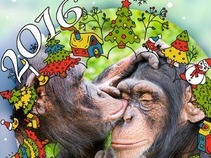 2016 – год Огненной обезьяны. Общие рекомендации для всех
