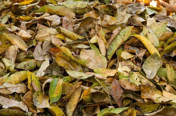 Что делать осенью с опавшими листьями