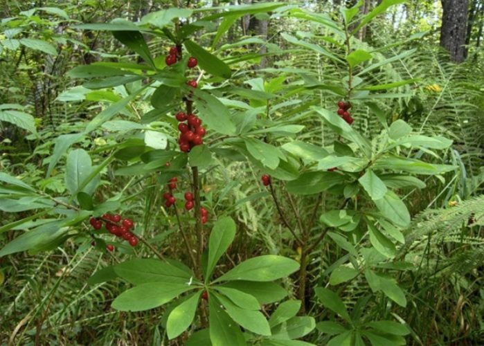 Лесные ягоды, опасные для жизни и здоровья