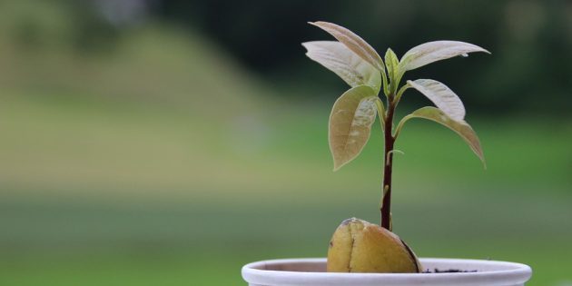 Можно ли вырастить авокадо в домашних условиях?