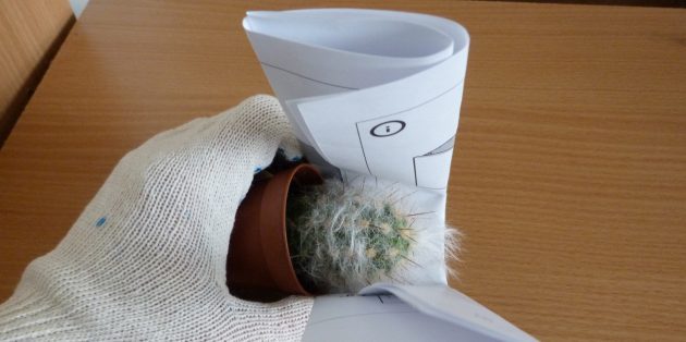 Подробнейшая инструкция по уходу за кактусом