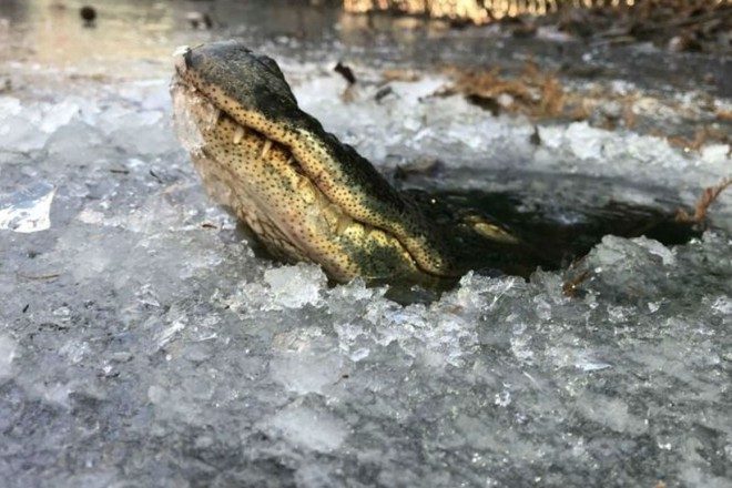 Как крокодилам удаётся выживать в ледяном плену