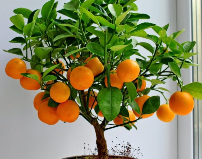 Эти фрукты можно вырастить в домашних условиях!