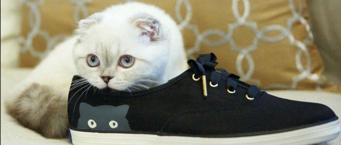 Что делать, если котик испортил вам обувь?