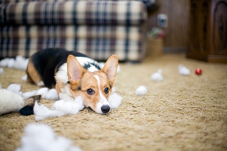 Как сохранить чистоту в доме с собакой? 8 советов