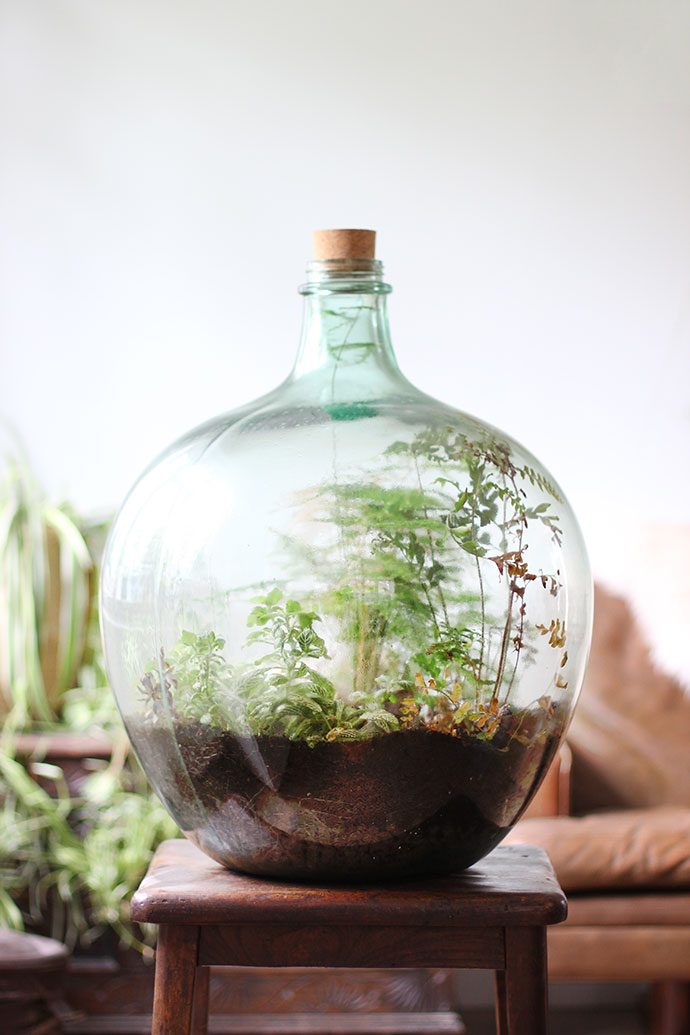 Сад в бутылке: как создать флорариум своими руками
