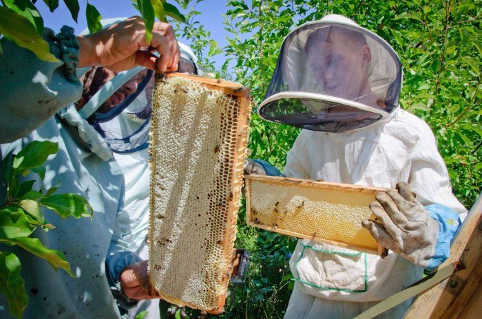 Почему мёд расслаивается на две фракции и можно ли этого избежать?