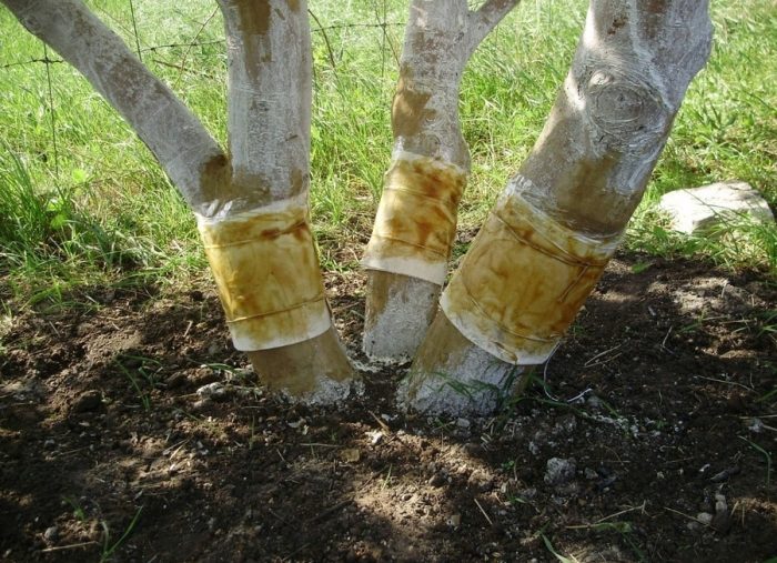 Ловчий пояс для деревьев: зачем он нужен и как его изготовить