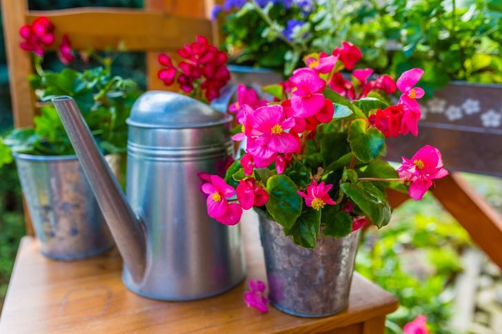 12 популярных растений для дома и сада, которые несут в себе скрытую угрозу