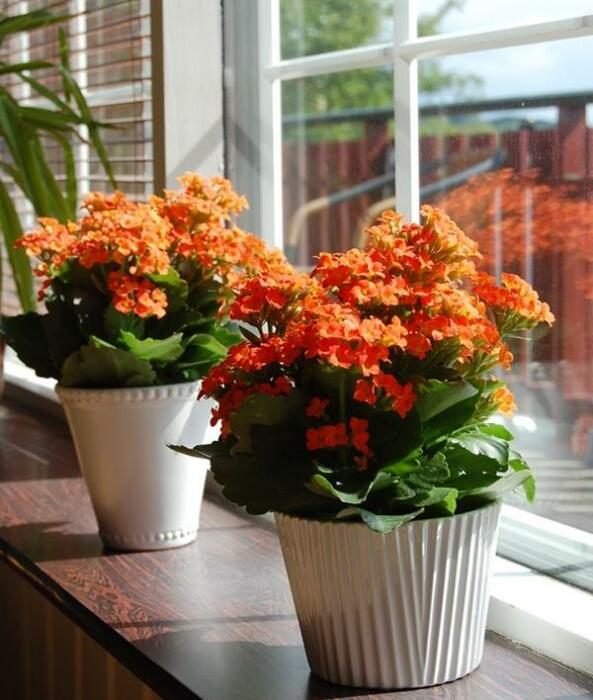 Домашние растения, которые могут не только радовать глаз, но и приносить реальную пользу