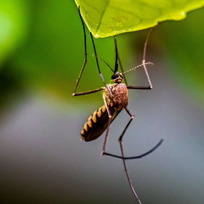 Как избавиться от комаров на даче без химии?