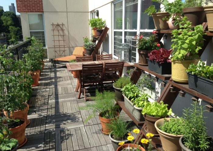 Органический огород на собственном балконе: 6 дельных советов