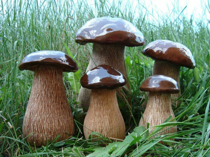 Выращиваем лесные грибы у себя на грядке