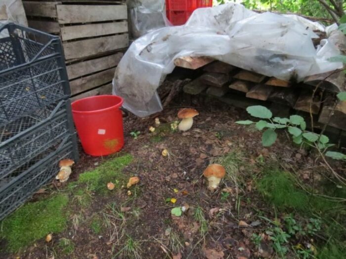 Выращиваем лесные грибы у себя на грядке