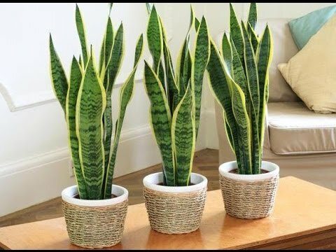 10 комнатных растений, которые должны быть в каждом доме