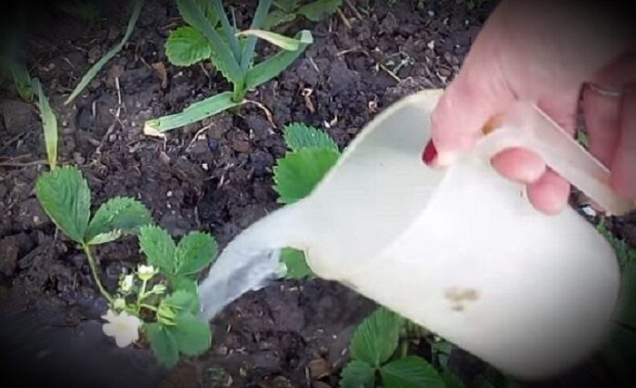Как правильно организовать молочную подкормку клубники, чтобы собрать богатый урожай
