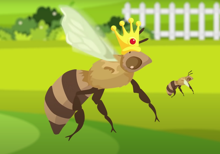 Укус пчелиной матки опаснее укуса обычной пчелы — правда или миф?