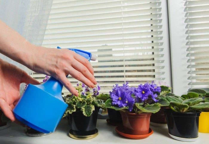 5 ошибок в поливе комнатных растений, которые их губят