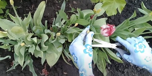 Когда и как сажать тюльпаны: инструкция