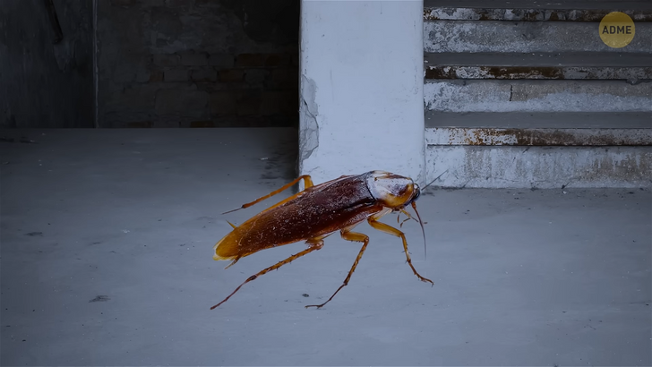 Непрошеные гости: интересные факты о домашних насекомых-вредителях и способах борьбы с ними