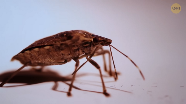 Непрошеные гости: интересные факты о домашних насекомых-вредителях и способах борьбы с ними