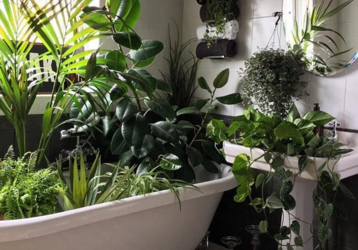 7 хитростей для полива комнатных растений