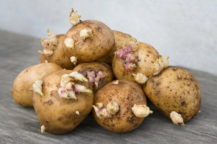Небольшая хитрость, которая поможет предотвратить прорастание картофеля