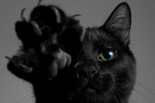 Приметы и суеверия про черную кошку