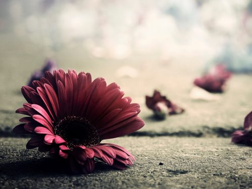 Приметы и суеверия про цветы