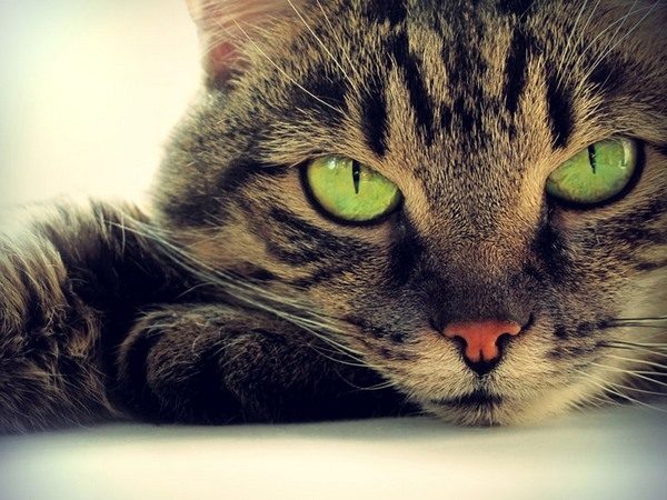 Почему кошки чувствуют смерть человека?