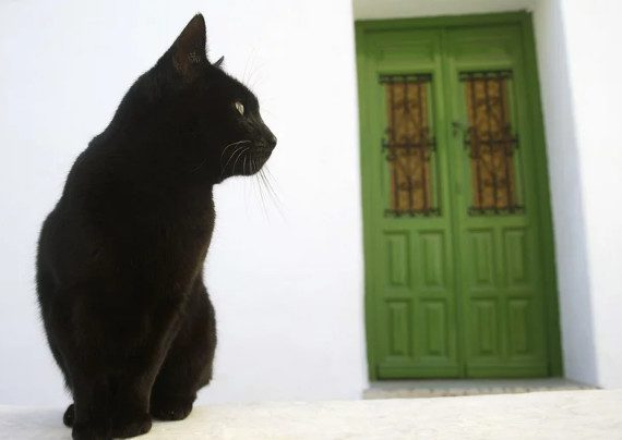 Если черная кошка появилась у вашей двери