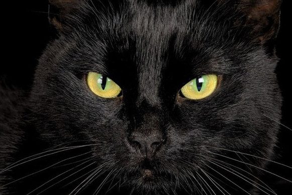 Что значит увидеть чёрную кошку во сне?