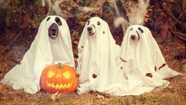 История, приметы и традиции праздника Хэллоуин